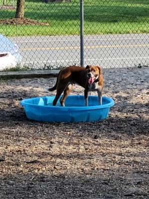 Ocean County Off Leash Dog Area