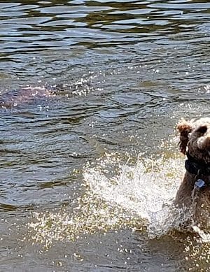 Lums Pond Dog Park