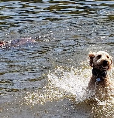 Lums Pond Dog Park