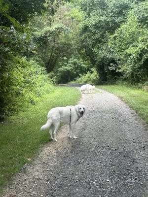 Lums Pond Dog Park
