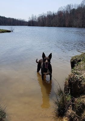 Lums Pond Dog Park
