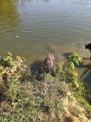 Lums Pond Dog Park