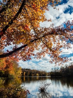 Lums Pond Dog Park