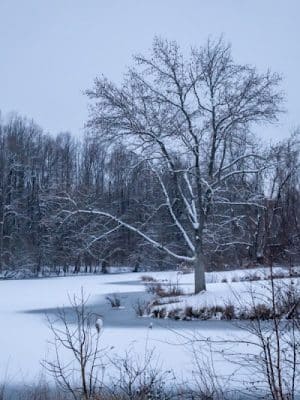 Lums Pond Dog Park
