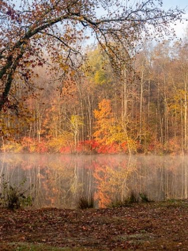 Lums Pond Dog Park
