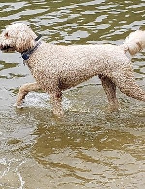 Lums Pond Dog Park