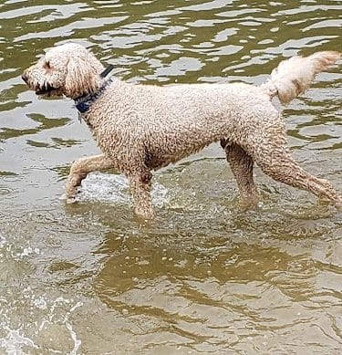 Lums Pond Dog Park