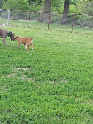 Beatrice Big Blue Pet Park