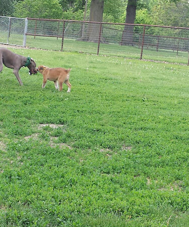 Beatrice Big Blue Pet Park