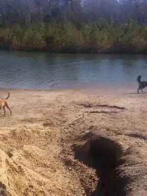 Burton Wells Dog Park