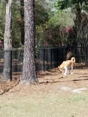 Burton Wells Dog Park