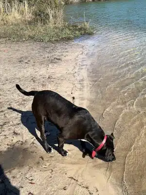 Burton Wells Dog Park