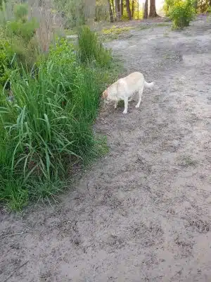 Burton Wells Dog Park