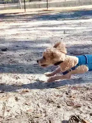 Burton Wells Dog Park