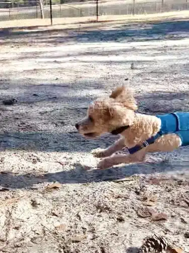 Burton Wells Dog Park
