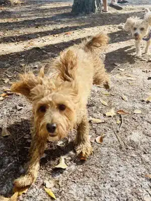 Burton Wells Dog Park