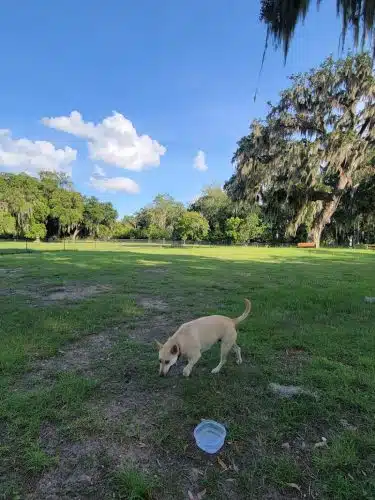 Southside Dog Park
