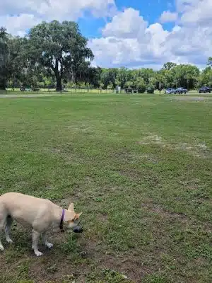 Southside Dog Park