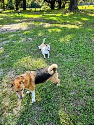 Southside Dog Park