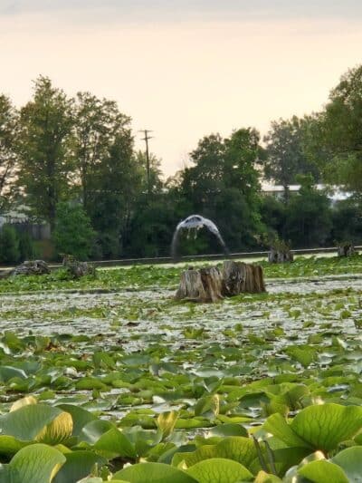 Ross Lake Park - Beaverton, MI