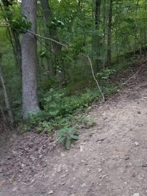 Wilson Park