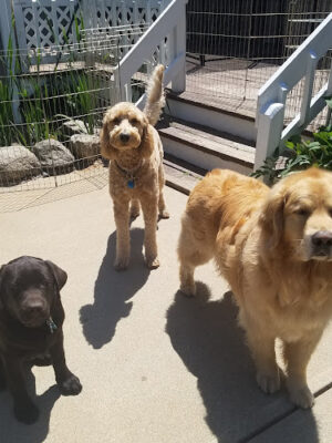 Bedford K-9 Resort