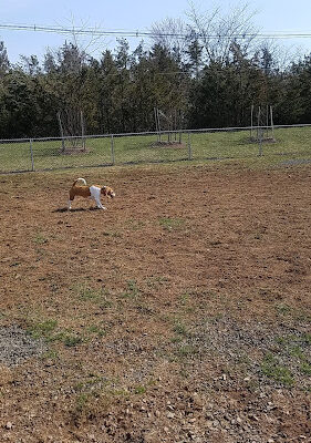 Dog Park