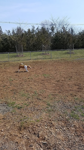 Dog Park