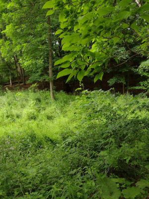 Silk City Nature Trail