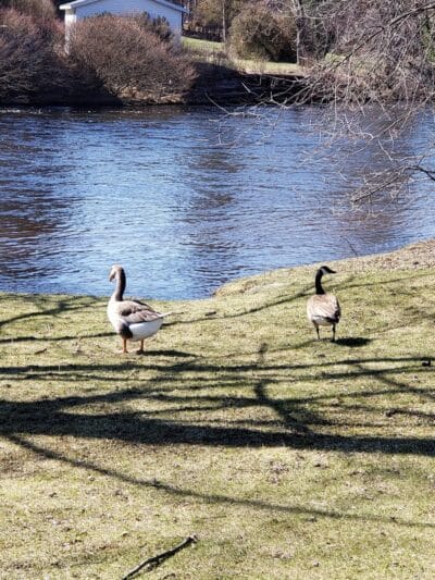 Water Street Park - Belding,