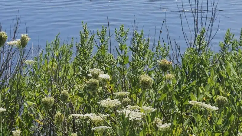 Bayshore Waterfront County Park - Belford, NJ