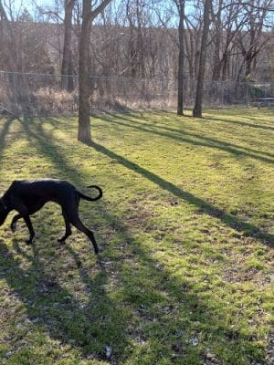 Bella Vista K9 Corral Dog Park