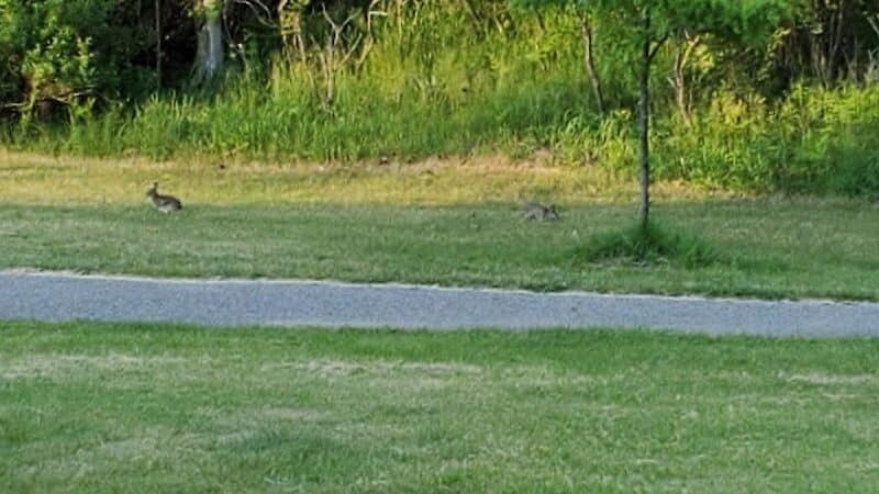 Richardi Park - Bellaire,