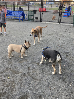 Belleville Dog Park