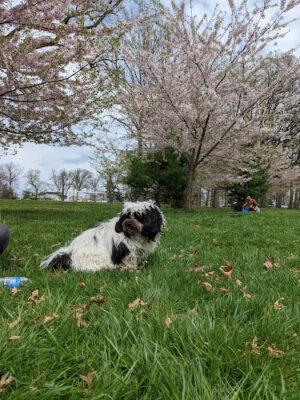 Belleville Park