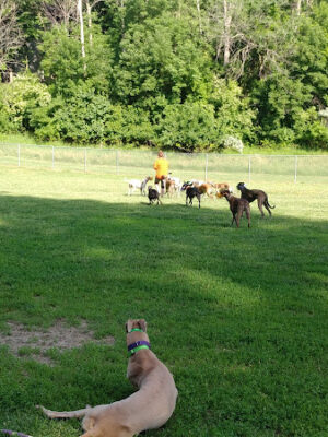 Jewell Dog Park