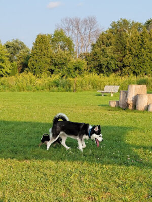 Mossakowski Family Dog Park