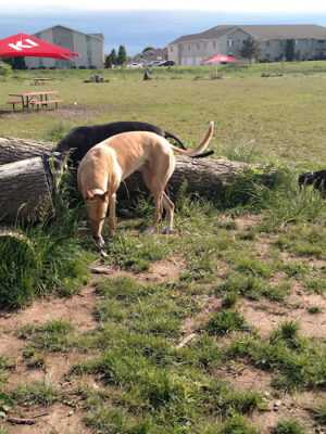 Mossakowski Family Dog Park