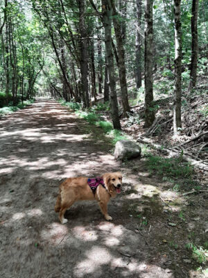 Southern New England Trunkline Trail