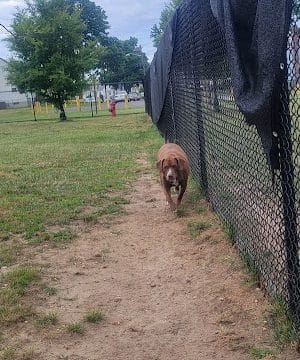 Florence Korostynski Memorial Dog Park