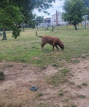 Florence Korostynski Memorial Dog Park