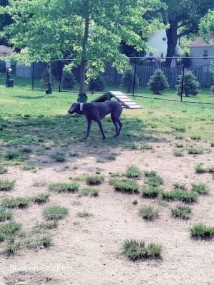 Florence Korostynski Memorial Dog Park