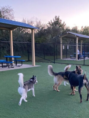 Town of Hempstead Dog Park