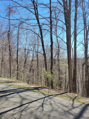 White Pine Trail
