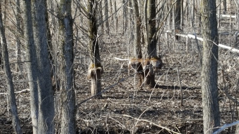 Rogue River Park - Belmont, MI