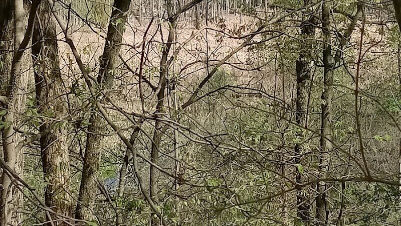 White Pine Trail - Belmont, MI