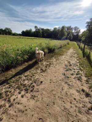 BCCD dog park