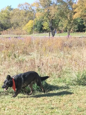BCCD Hammertime Unleashed Dog Park