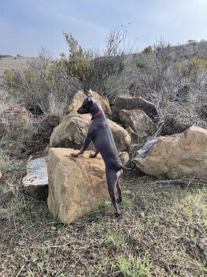Benicia Dog Park