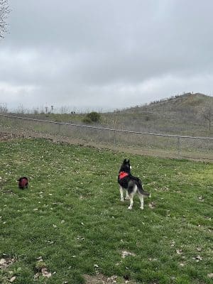 Benicia Dog Park